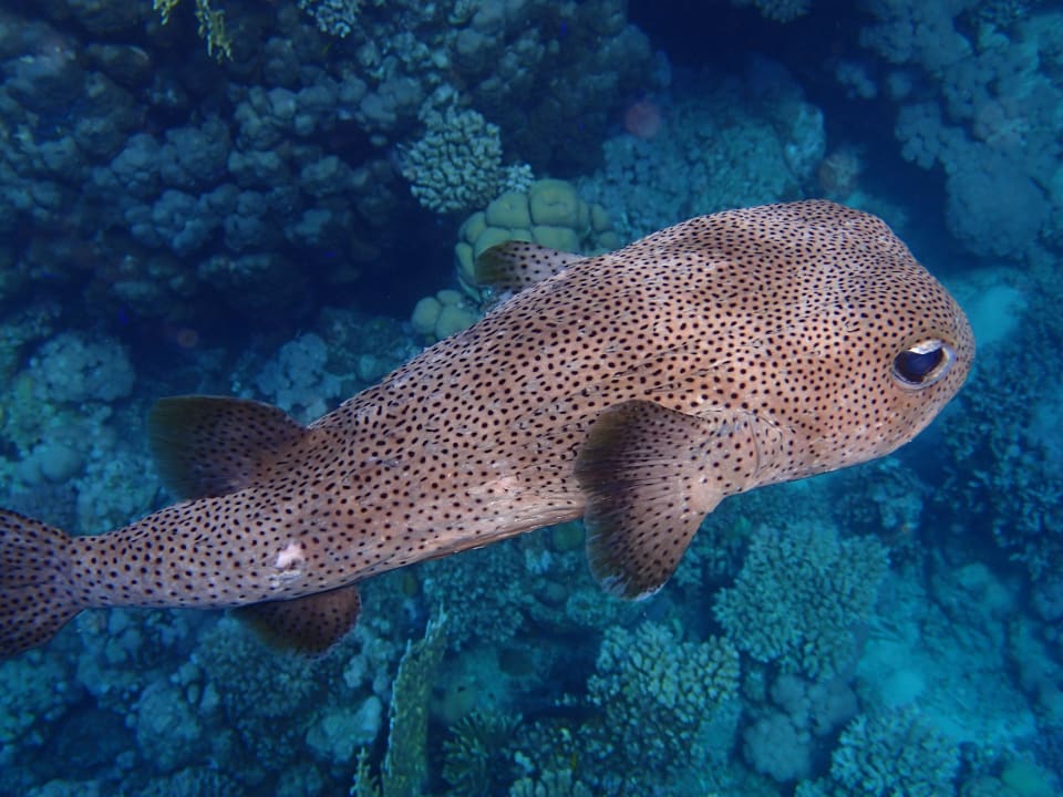 Strand Steigenberger Coraya Beach - Adults only