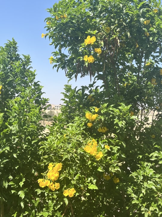 Außenansicht Three Corners Equinox Beach Resort