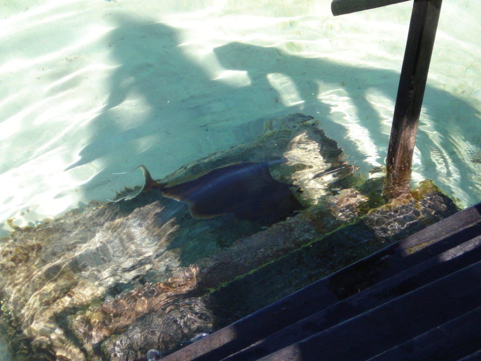 Treppe Wasservilla Adaaran Select Hudhuran Fushi - Premium All Inclusive