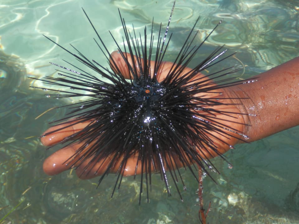 Giftiger Seeigel Neptune Palm Beach Boutique Resort & Spa