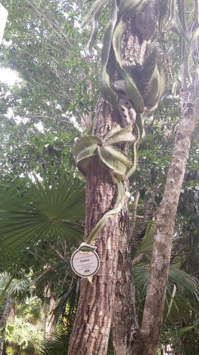 Bäume Catalonia Royal Tulum Beach & Spa Resort - Adults only