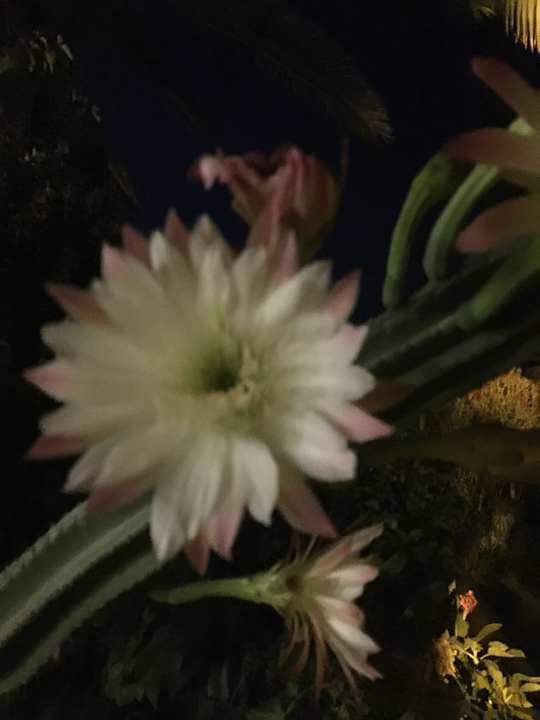 Gartenanlage Hotel Marina Club