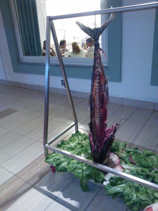 Thunfisch Hotel Delphin Imperial