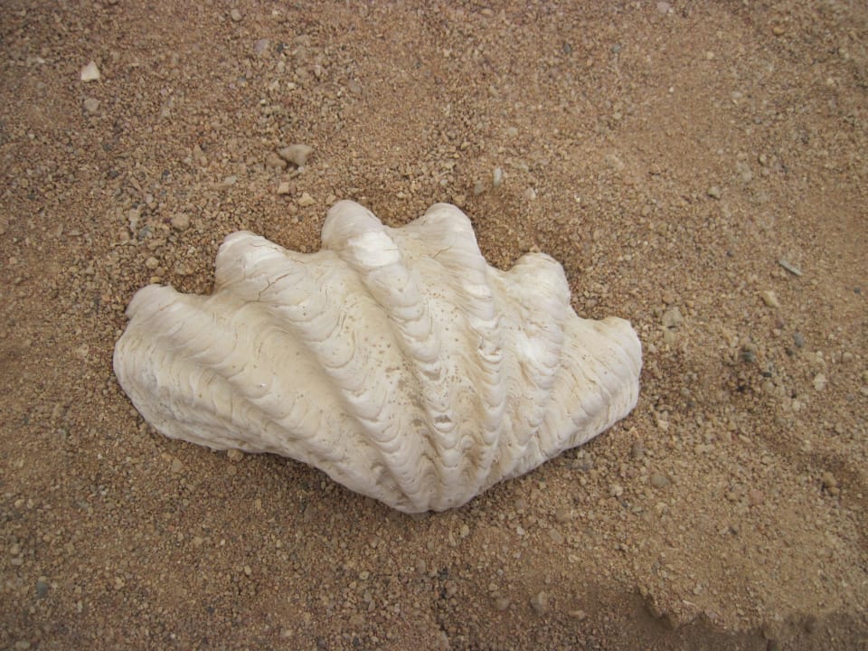 Am Strand Charmillion Sea Life Resort