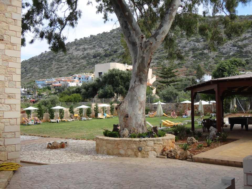 Ruhewiese Cactus Royal