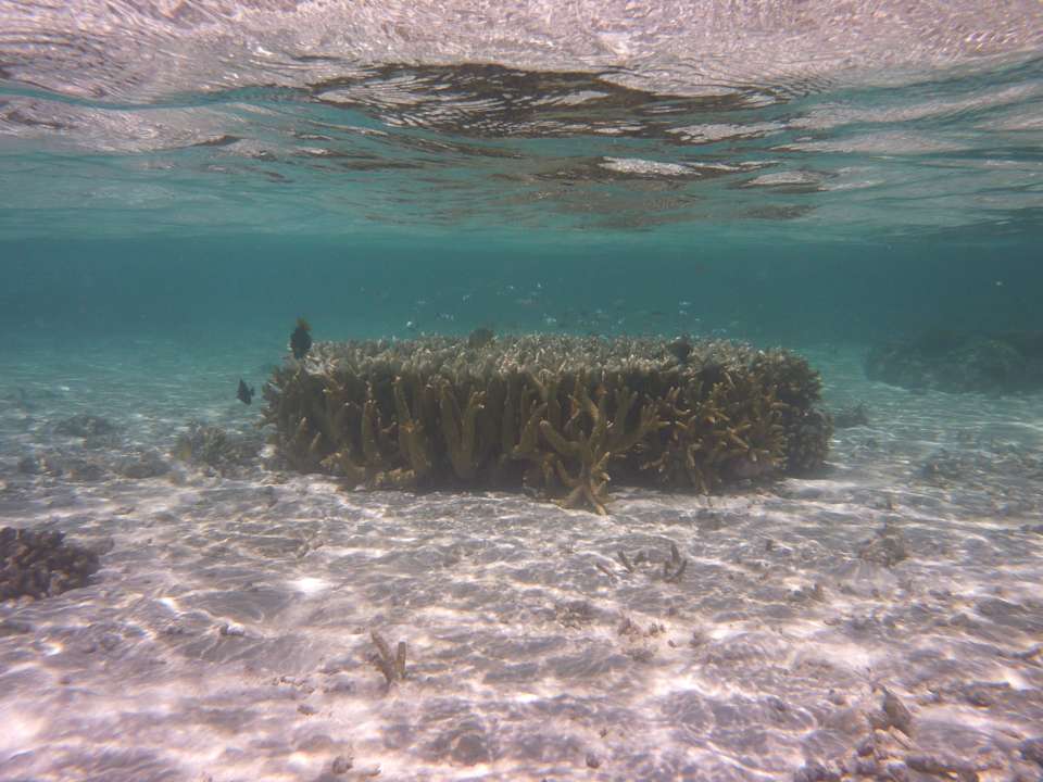 Schnorcheln in Strandnähe Biyadhoo Island Resort