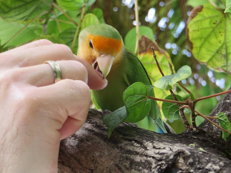 Masi ein neuer Dauergast auf der Insel ananea Diamonds Athuruga