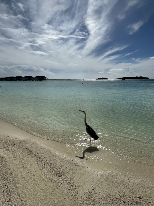 Strand Cinnamon Dhonveli Maldives