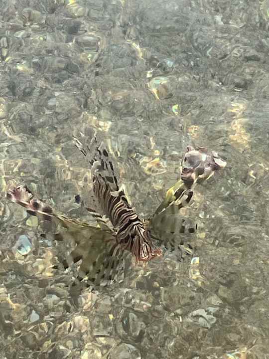 Strand Steigenberger Coraya Beach - Adults only