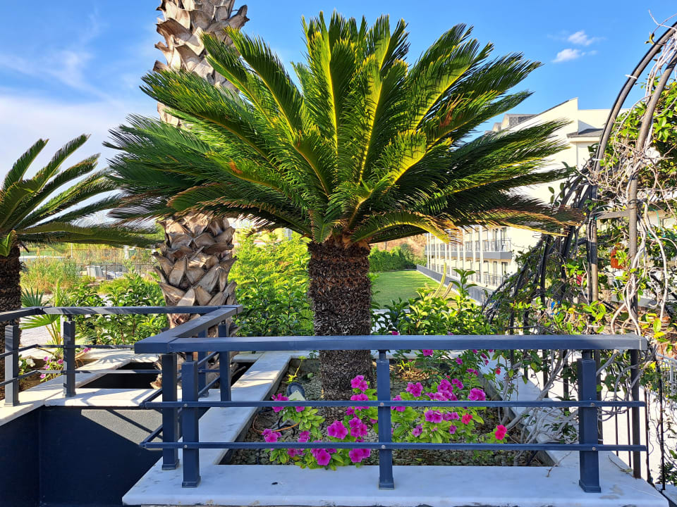 Gartenanlage Dream World Palace Hotel