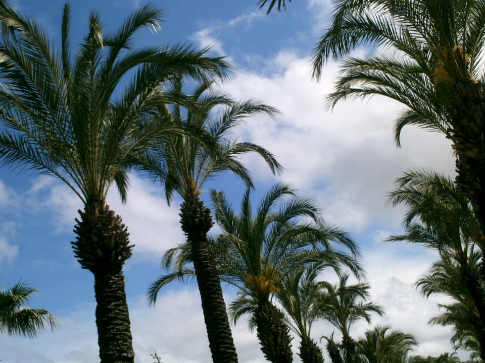 Sonstiges TUI BLUE Palm Garden
