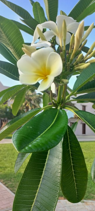 Gartenanlage BM Beach Resort