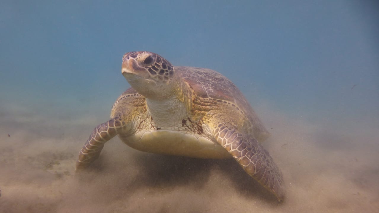 Strand Shams Alam Beach Resort