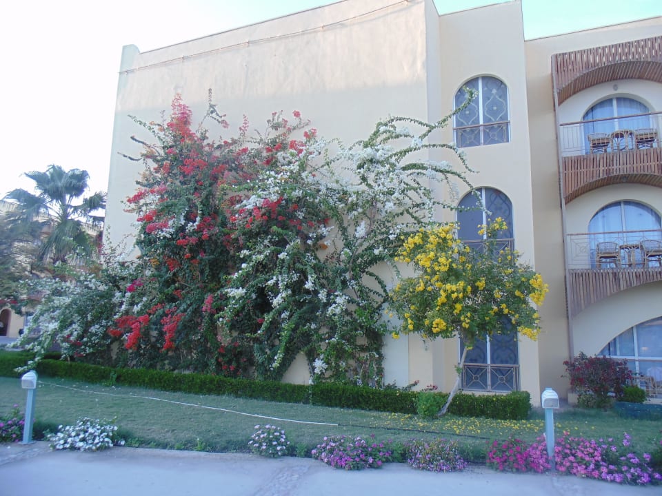 Корпуса Desert Rose