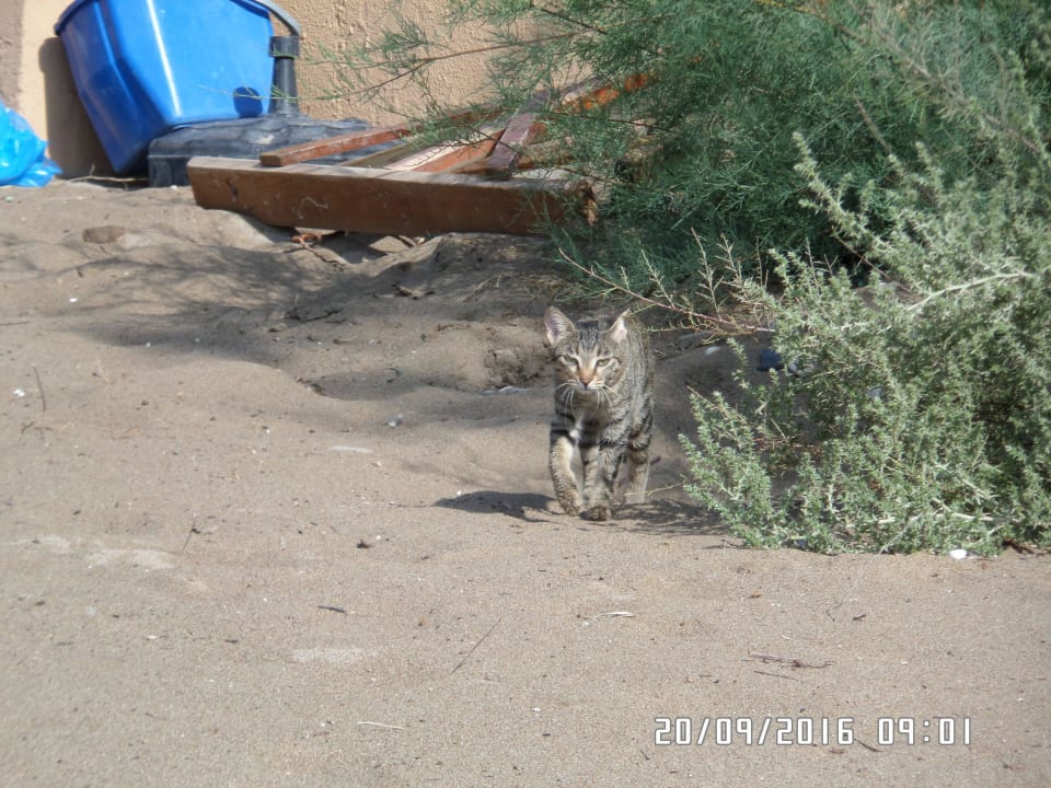 MAGIC LIFE Katze  Asteria Family Belek