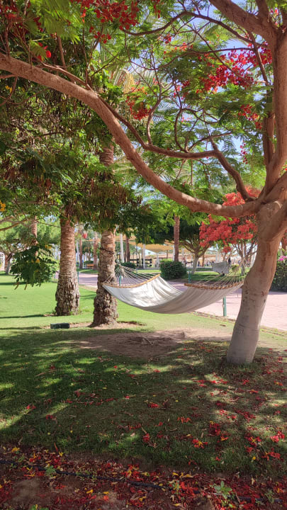 Gartenanlage Desert Rose