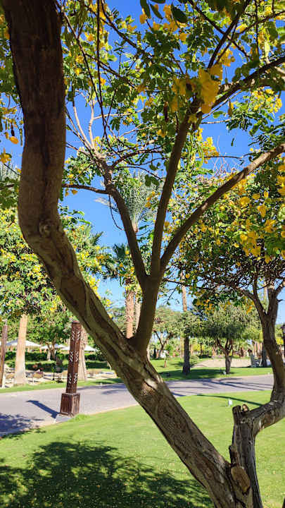 Gartenanlage Steigenberger ALDAU Beach Hotel
