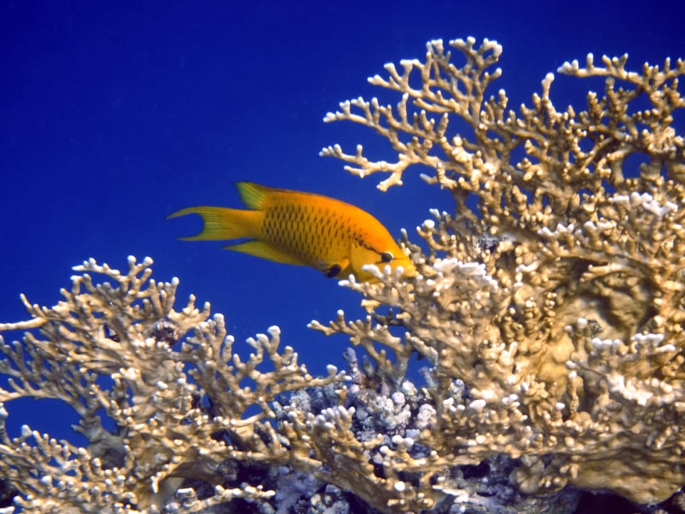 Strand Steigenberger Coraya Beach - Adults only