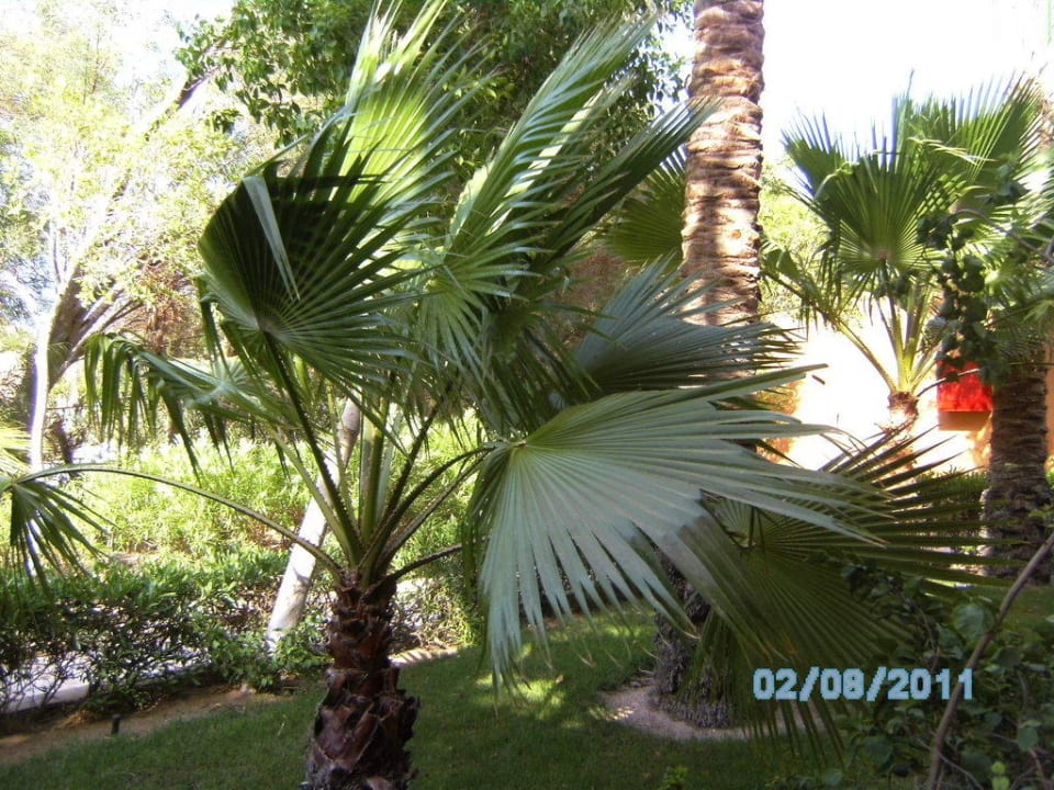 Ausblick vom Zimmer Jaz Makadi Oasis Resort