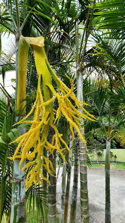 Gartenanlage Santiburi Koh Samui