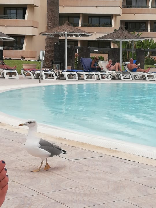 Pool Dreams Lanzarote Playa Dorada Resort & Spa