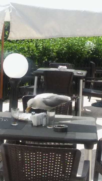 Złodzieje jedzenia DAS Club Hotel Sunny Beach