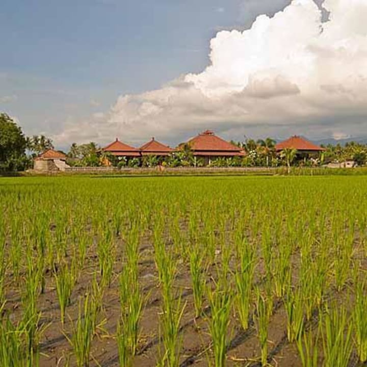 View from across the rice field Mumbul Guesthouse