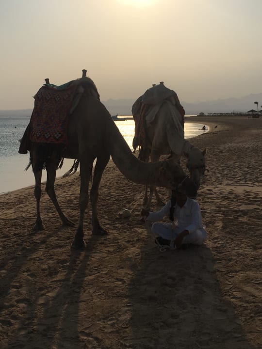 Strand Hotel Sheraton Soma Bay Resort