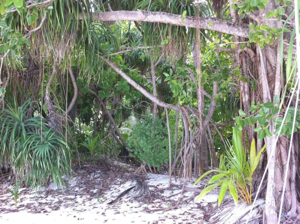 Gehölz Madoogali Resort