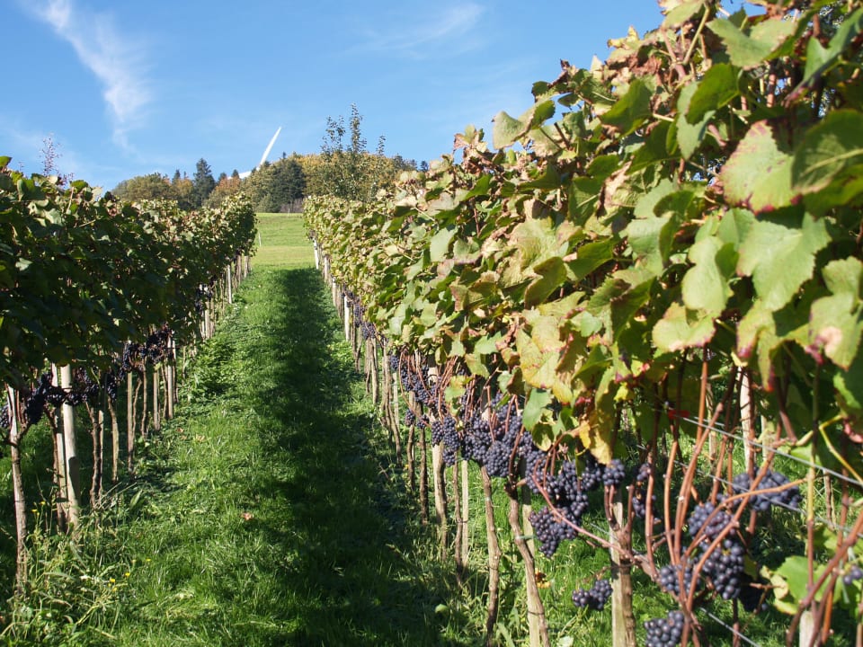 Der hauseigene Weinberg Hotel Ludinmühle