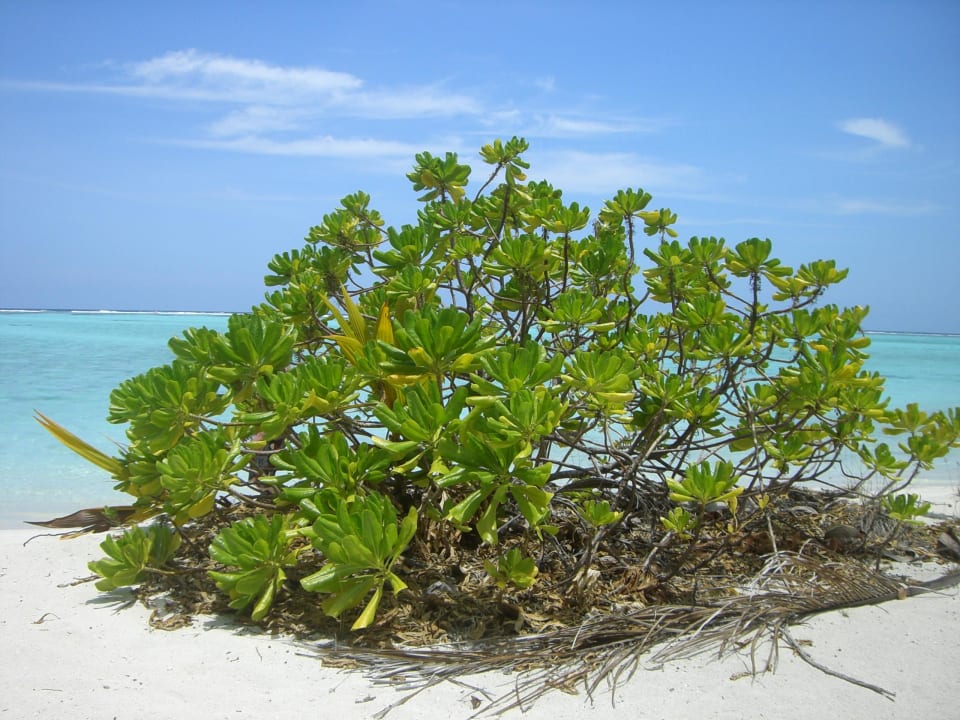 Unser Strandabschnitt Villa Park Sun Island
