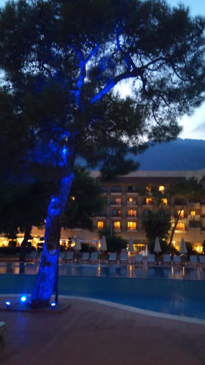 Un arbre paré de ses couleurs Club Med Palmiye