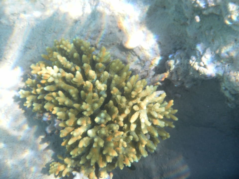 Strand Iberotel Casa Del Mar Resort