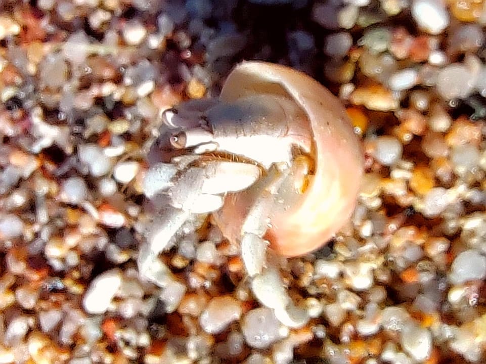 Sonstiges Steigenberger Coraya Beach - Adults only