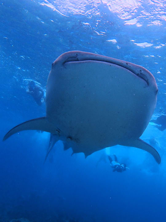 Sport & Freizeit Filitheyo Island Resort