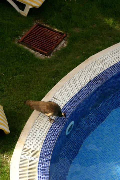 Peacock Wyndham Alltra Punta Cana