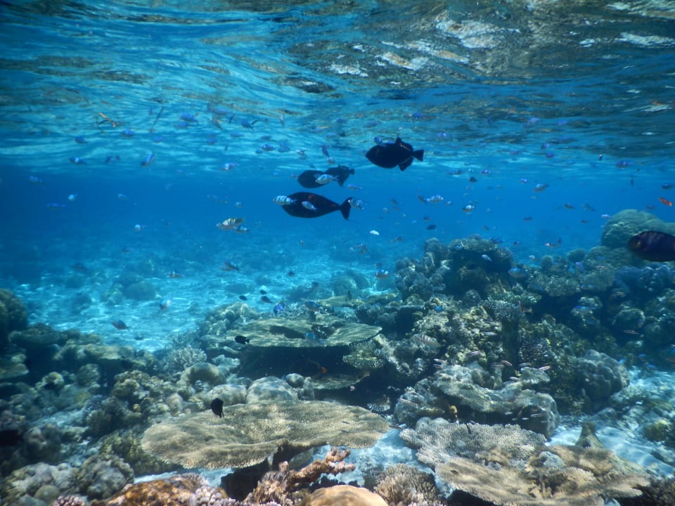 März 2016 Fihalhohi Maldives