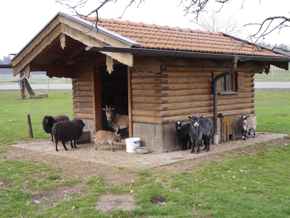 Streichelzoo Wimmerhof - Urlaub auf dem Bauernhof