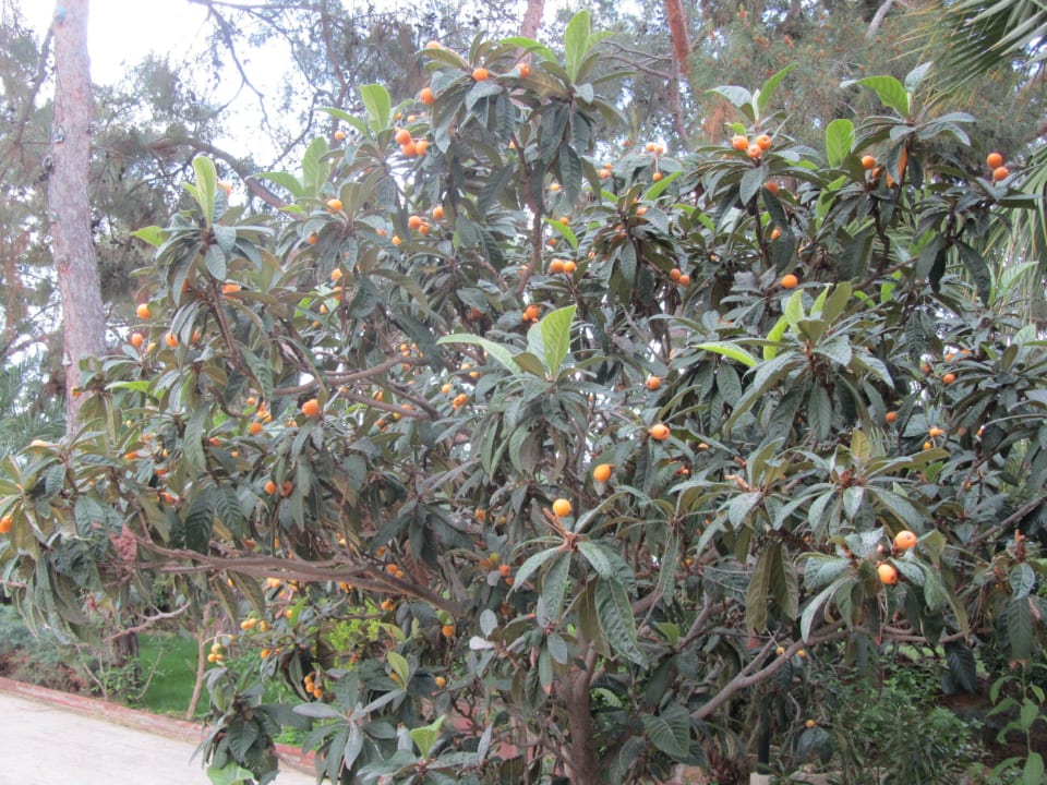 Hotel Incekum West İncekum West Hotel