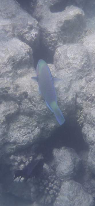 Strand Sentido Reef Oasis Suakin