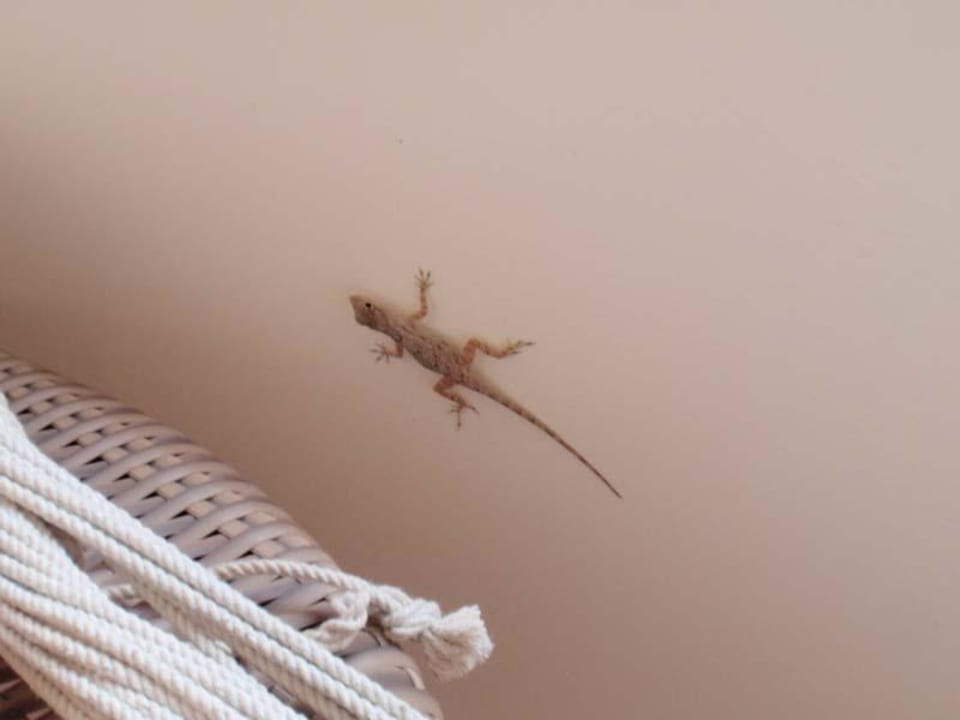 Kleiner Balkonbesucher  Catalonia Royal Bavaro - Adults only