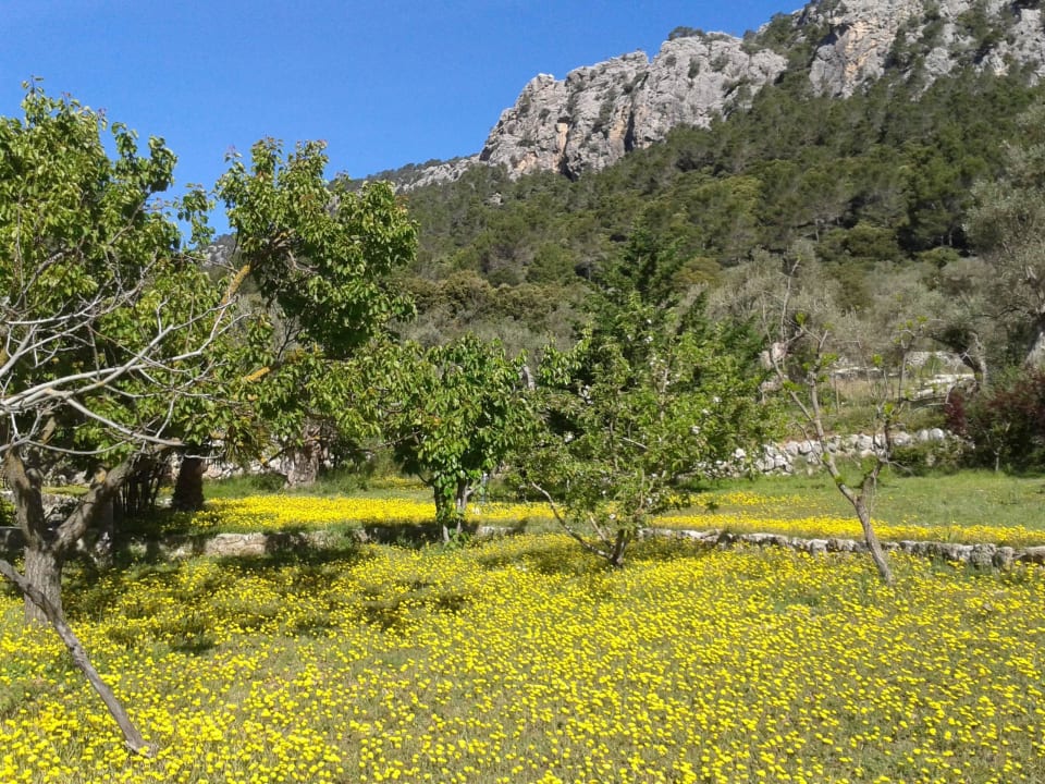 Die Blumenwiese Finca Honor Vell