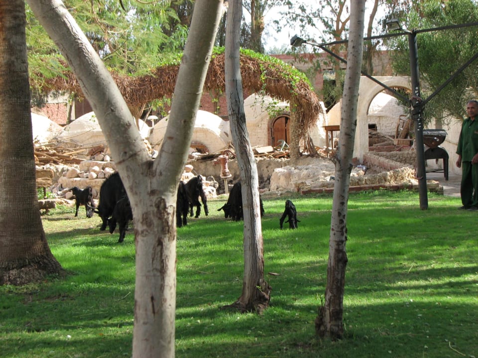 Kozy Hotel Amar Sina