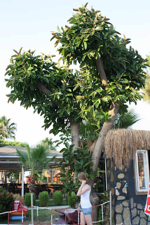 Турташ Club Turtas Beach Hotel