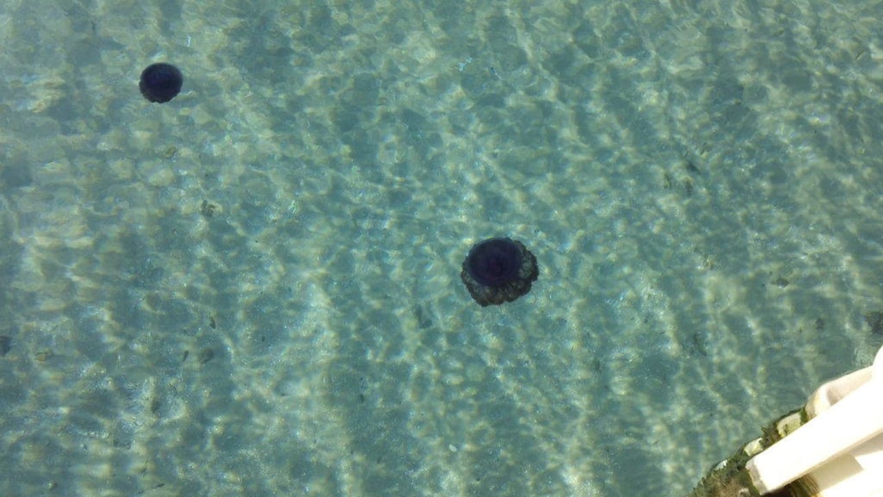 Quallen Pickalbatros Palace Resort