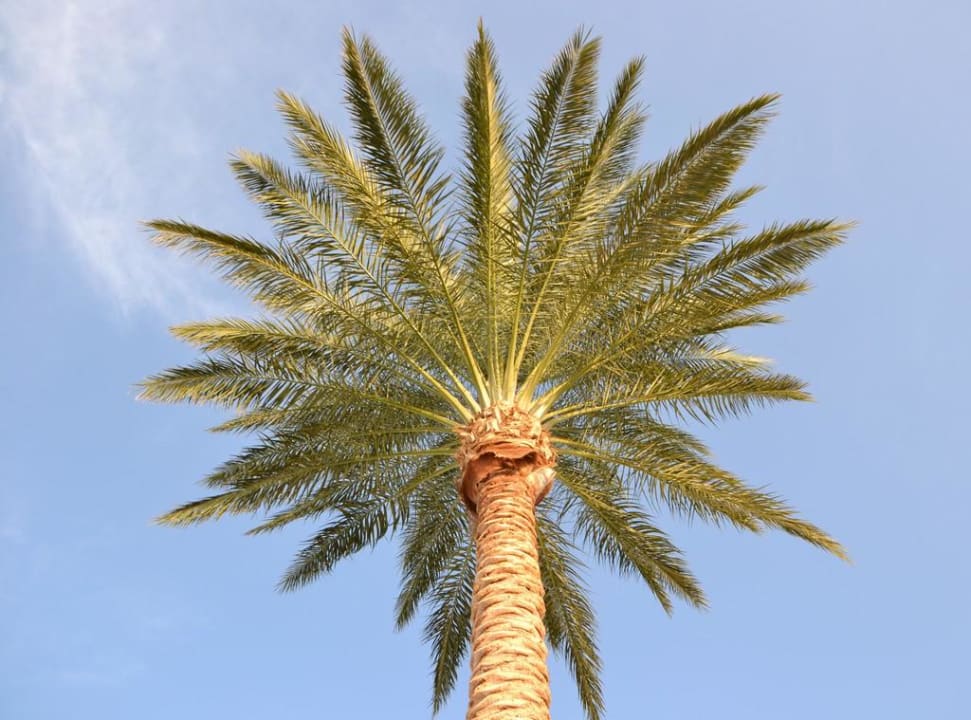 Palmen Palm Beach Resort