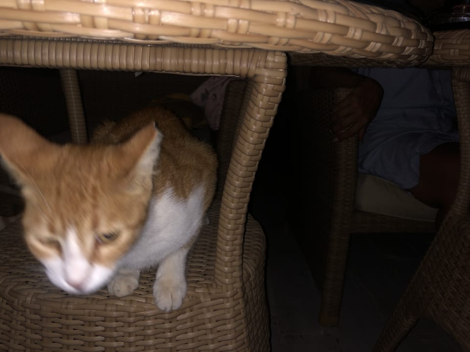 Sonstiges The Grand Palace - Adults only