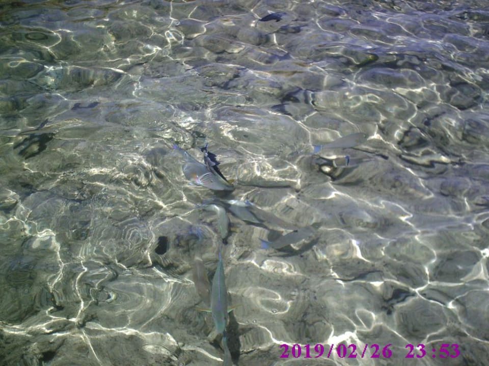 Fische direkt vom schwimmenden Steg photographiert Pickalbatros Royal Grand Resort - Sharm El Sheikh
