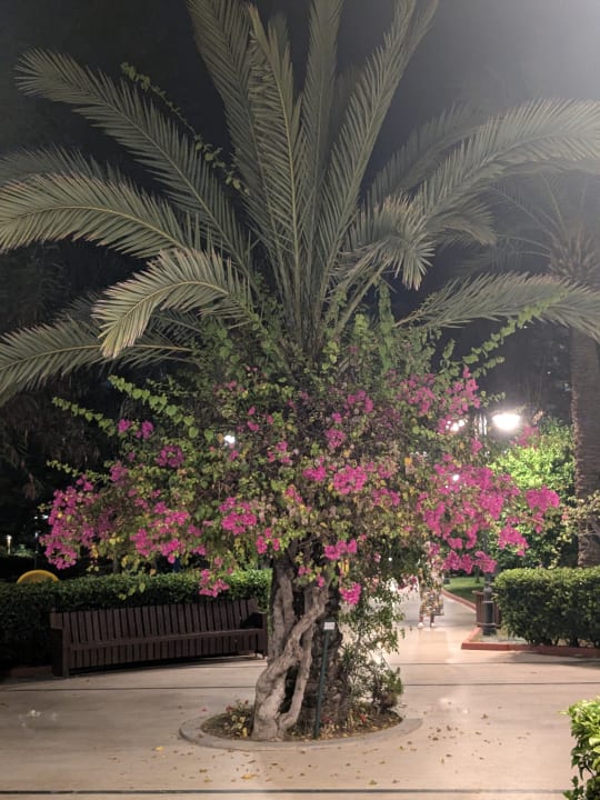 Außenansicht Saphir Resort & Spa