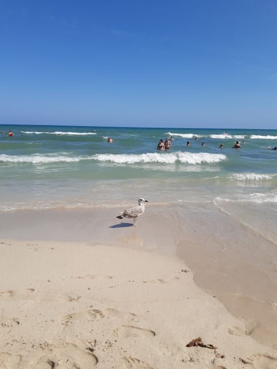 Strand Hipotels Hipocampo